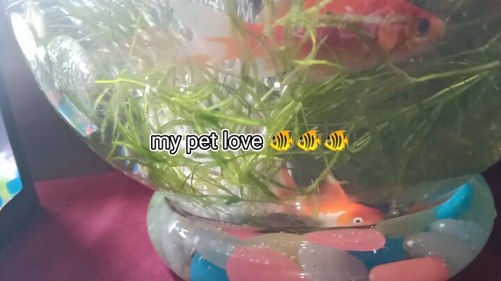 my favourite pet