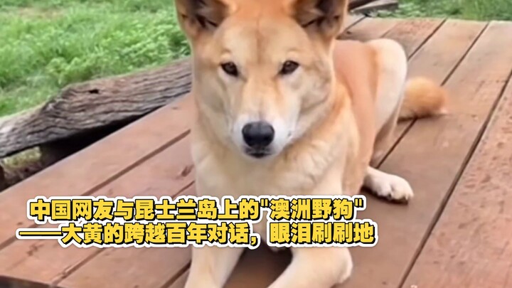 ชาวเน็ตจีนกับ “หมาป่าออสเตรเลีย” นามว่าต้าหวง บนเกาะควีนส์แลนด์ของออสเตรเลีย ได้สนทนากันข้ามศตวรรษ จ