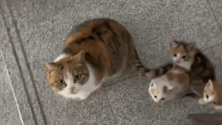 Kucing ibu membawa ketiga anaknya untuk menjengukku