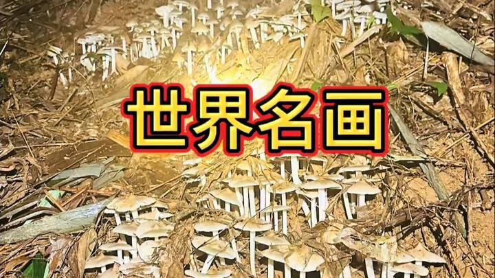 Tahun ini ditemukan kelompok jamur liar terbesar, dengan kepadatan yang benar-benar luar biasa!