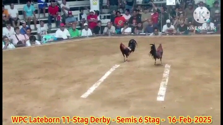 Cardinal Club Kelso - 5th Fight - Loss - 2025 WPC 12-Stag Derby Lateborn Edition - Semis