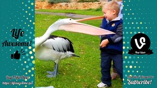 Try Not To Laugh - Best Funny Videos Can Make Your Day | LIFE AWESOME