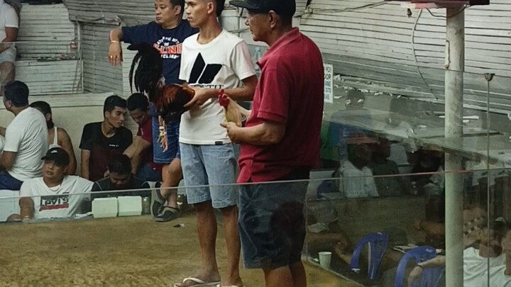 3 cock derby at srca