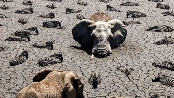 petulangan kelompok gajah #gajah #animal #cerita #hewanliar