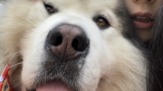 A Must-Read for First-Time Dog Owners: A Guide to Deterring You from Getting an Alaskan Malamute