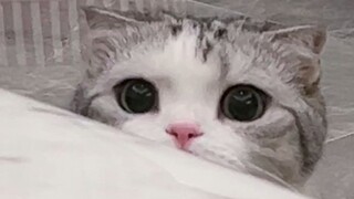 ปรากฏหัวแมวน่ารัก!