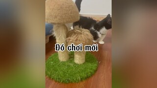 Hihiiiii Cám ơn cô chú tok tok. Có vậy bà Vân Anb keo kẹt mới chịu thayyy đồ chơiii nè mèo cat