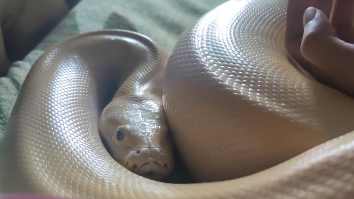 [Animals][Vlog]Getting up with a gold python on the bed