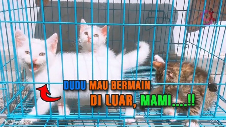 Anak Kucing Bella. Dudu, Bianca, Dan Lily Sedang Bermain.