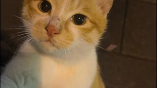 Hồi ký của Kitten Coucou