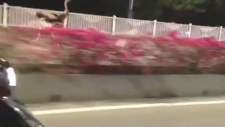 นกแร้งบกของบ้านไหนไม่ได้ผูกไว้นะ
