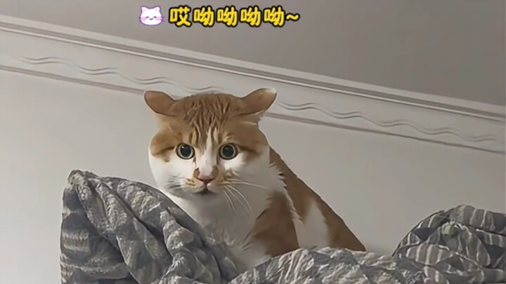 น้องแมวตัวน้อยที่สื่อสารกับมนุษย์ได้อย่างราบรื่นนั้น น่ารักสุดๆ เลย～