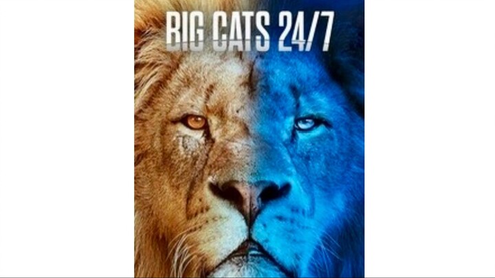 Big Cats 24:7, Series 2, Episode 2