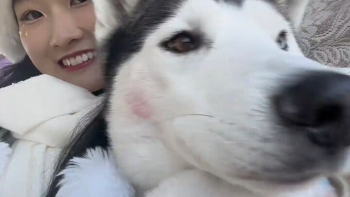 Inilah Makna Sebenarnya dari Anjing Penarik Kereta Luncur