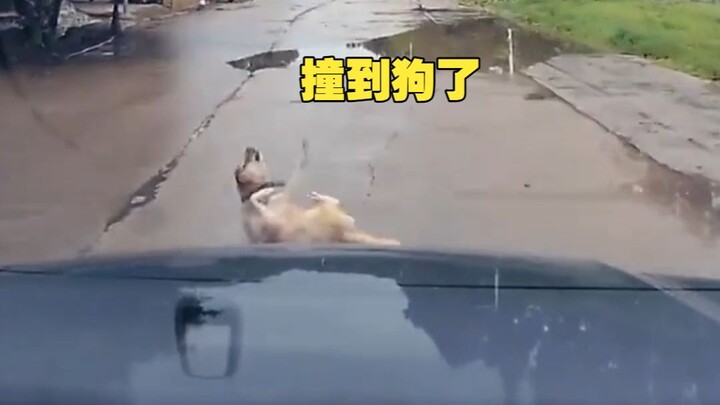 Doggy: You knocked me off course—fix the car yourself!