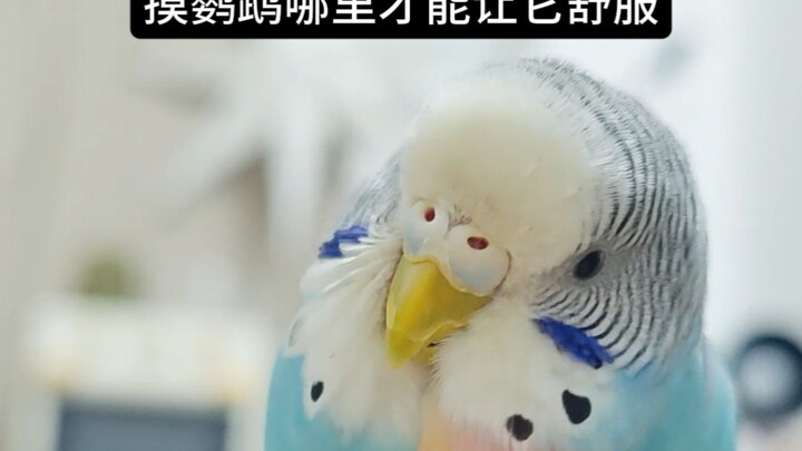 Bagian mana pada burung nuri yang paling enak disentuh agar ia merasa nyaman? Berbagi pengalaman mem