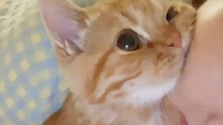 Anak kucing meniru tuannya, kenapa bisa seimut ini?
