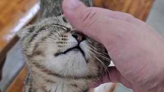 继续去早餐店撸豪猫