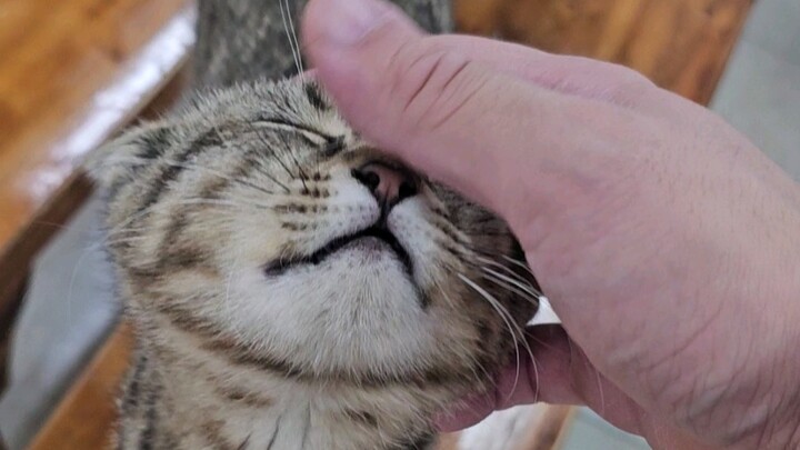 继续去早餐店撸豪猫