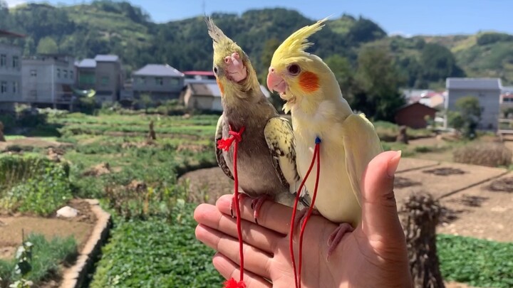 ความแตกต่างในการปฏิบัติต่อนกแต่ละตัวมันช่างใหญ่หลวงนัก ที่จริงฉันเองก็ไม่อยากให้เป็นแบบนี้หรอก แต่ด้