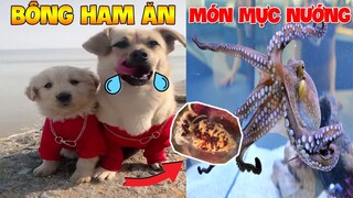 Thú Cưng Vlog | Bông Bé Bỏng Ham Ăn Và Tiểu Đệ #2 | Chó thông minh vui nhộn | Smart dog funny pets