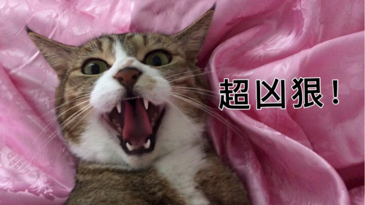 Cường撸 dám phản kháng rồi! Đâu còn là cái đứa lúc nào cũng nhún nhường, cam chịu nữa!