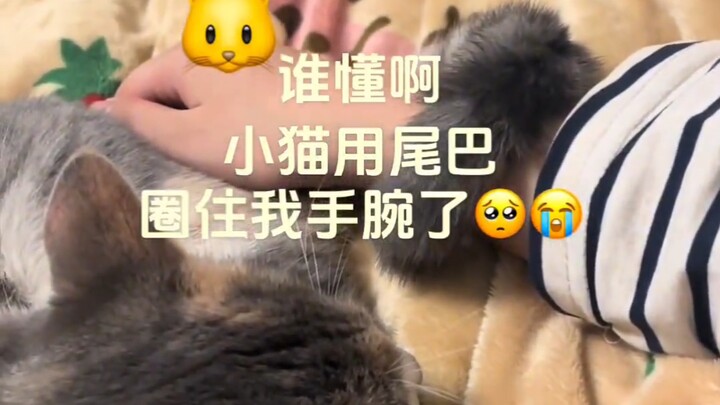 น้องแมวกำลังพยายามบอกมนุษย์ด้วยวิธีที่มนุษย์เข้าใจ: “เหมียวก็รักเธอด้วยนะ”