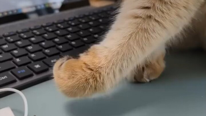 What are a cat’s little paws for?
