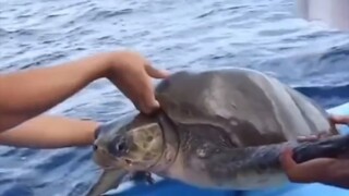 Hiu dan kura-kura pasti teman yang sangat akrab.