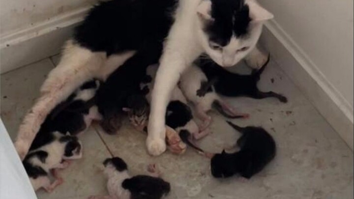 What an amazing mom cat! She gave birth to nine babies, and they’re all safe and sound!