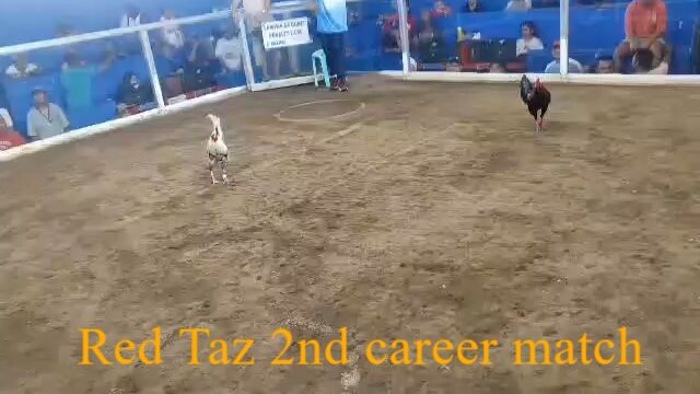 05-10-2026 - Red Taz - Win 2nd fight