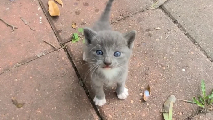 A stray cat wandered into someone's backyard.