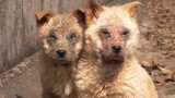 【Animal Circle】Dogs abandoned at sewers. Transformational rescue.