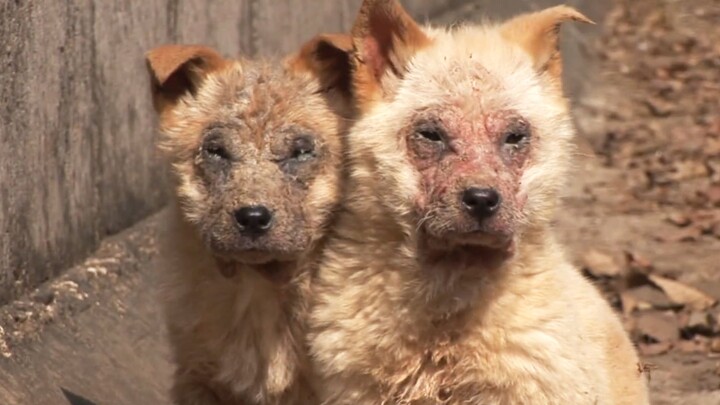 狗狗感染皮肤病毁容形同怪物，被主人遗弃排水渠，获救后蜕变重生