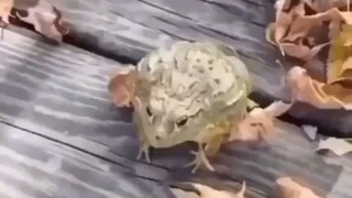 jumping frog