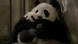 [Panda] Terlalu Imut! Harus Mengemong!