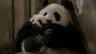 【Panda】Too Cute! Must Cuddle!