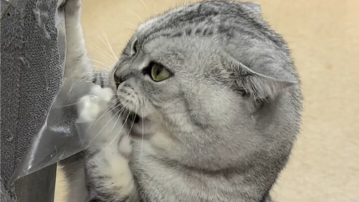 Đại Tráng phá nhà