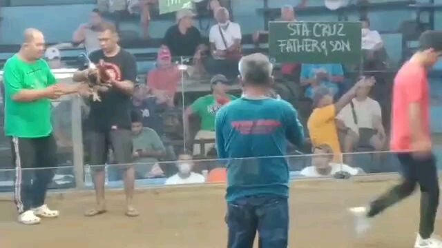 Cockname: Tres - (Personal breed -goldenboy cock x melsims hen) - 1 win only - died