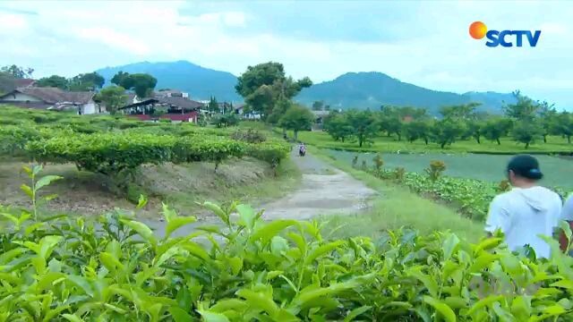 ftv si manis dari kebun teh