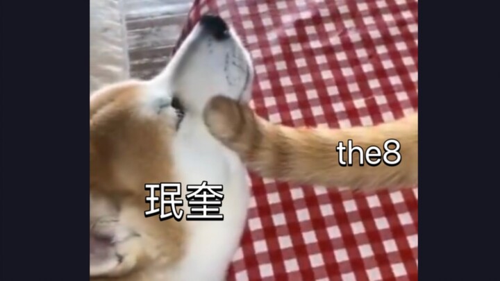 【SEVENTEEN】Substitute Meal 4: The Animal Edition