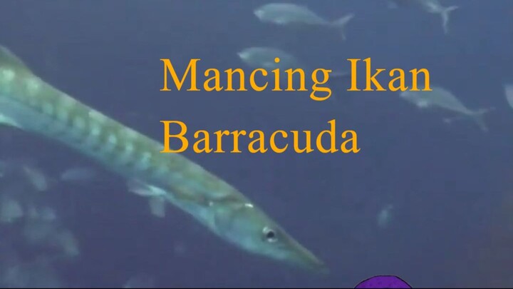 Mancing Ikan Barakuda - Predator Laut - Barracuda