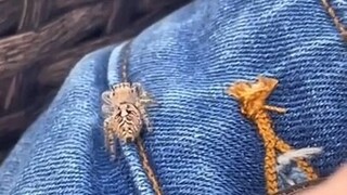 What should I do if a jumping spider crawls on me? Perfect, take it to catch flies...
