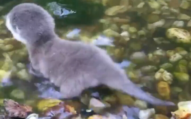 Plush Dinosaur’s First Swim | Not a Pet—You Can’t Keep One!