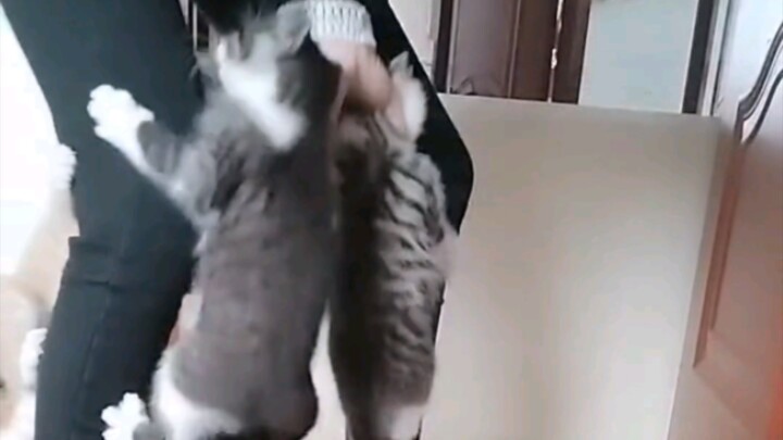 Trên người mọc mèo rồi
