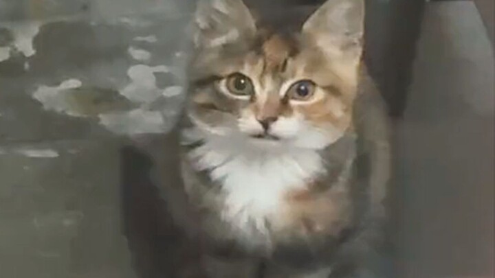 It really wants to go home with me.