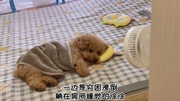 Jerry Treats TuTu Pets: Its Fu Freeze-Dried Raw Meat Bones...