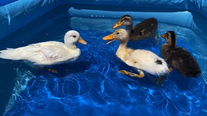 Bebek panggilan bertemu bebek daging, Bebek panggilan: Saya ingin kembali ke kota