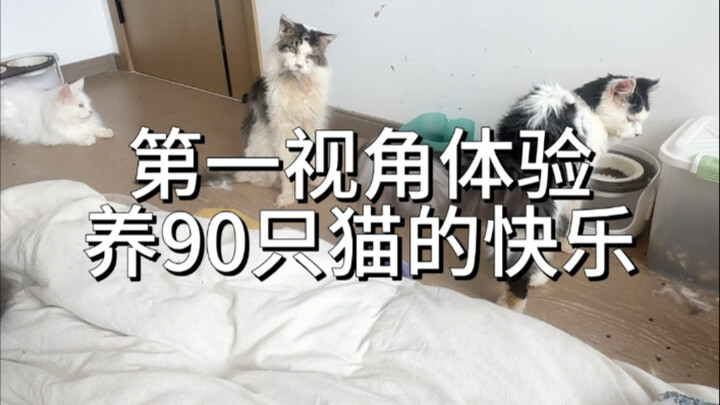 The cat cafe closed, where did the cats go? Experience the joy of raising 90 cats from a first-perso