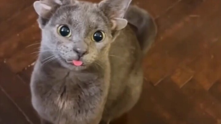 Ini jelas-jelas peri kecil yang sayapnya tumbuh di telinga kok